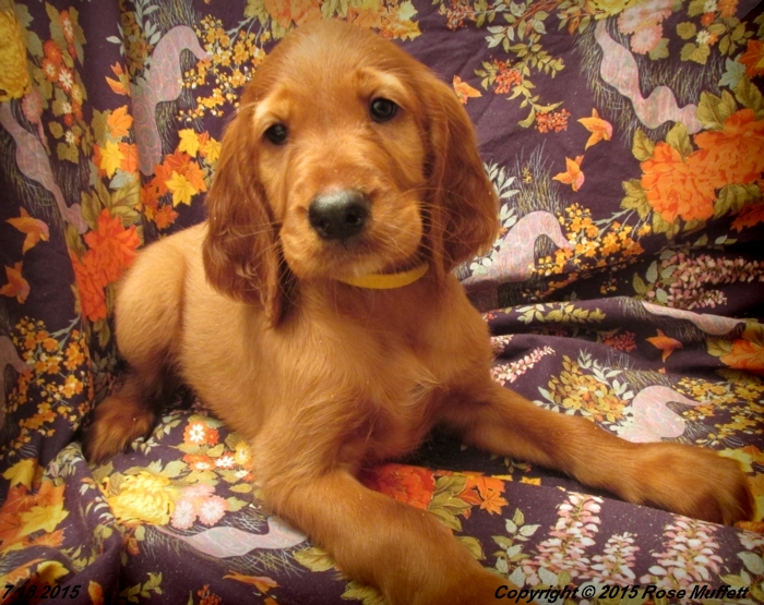 AKC Irish Setter Puppy For Sale