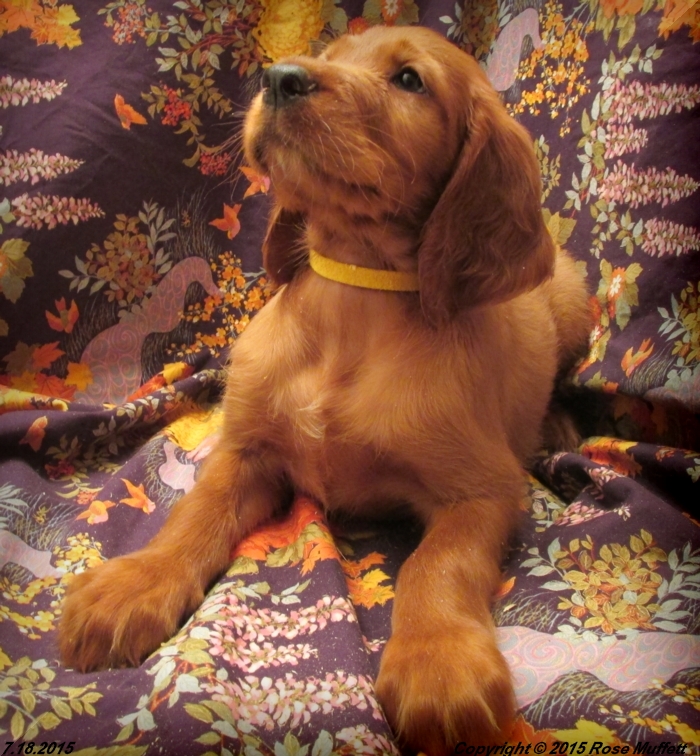 AKC Irish Setter Puppy For Sale