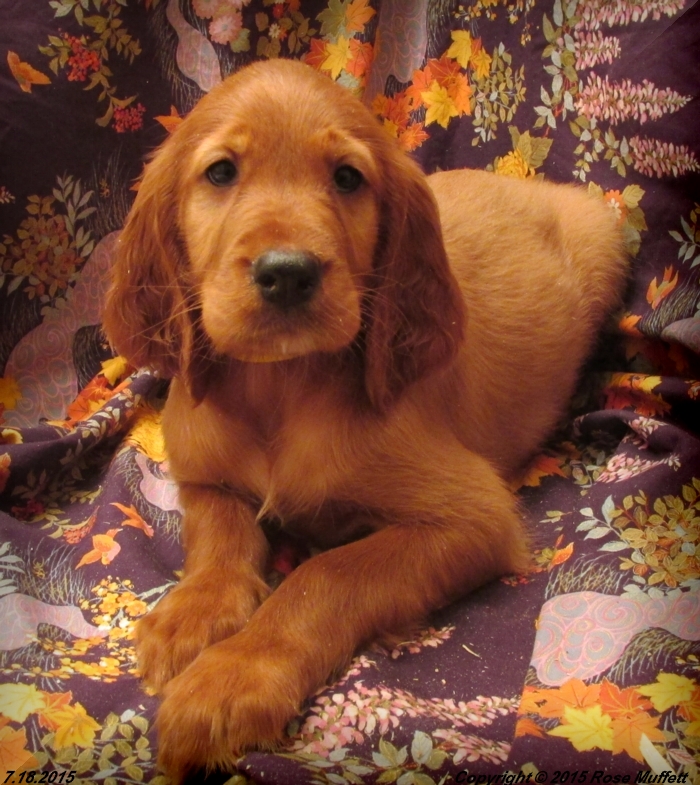 AKC Irish Setter Puppy For Sale