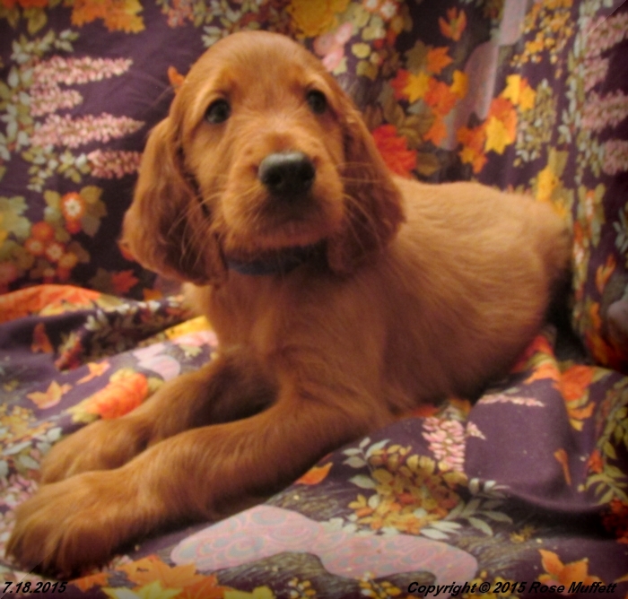 AKC Irish Setter Puppy For Sale