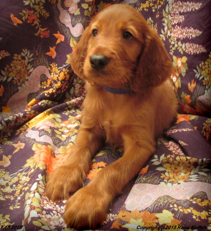 AKC Irish Setter Puppy For Sale