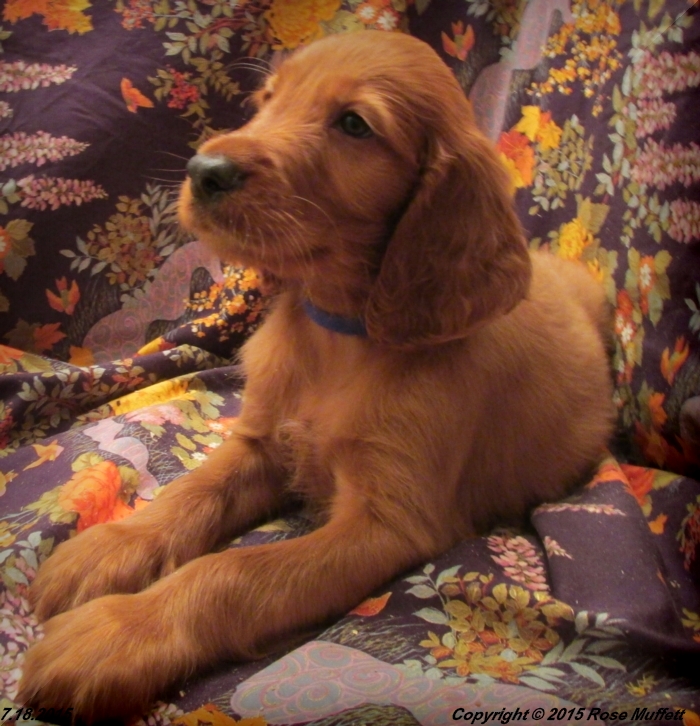 AKC Irish Setter Puppy For Sale