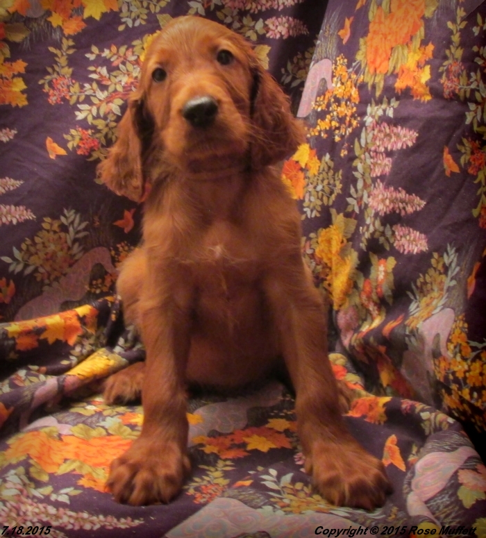AKC Irish Setter Puppy For Sale