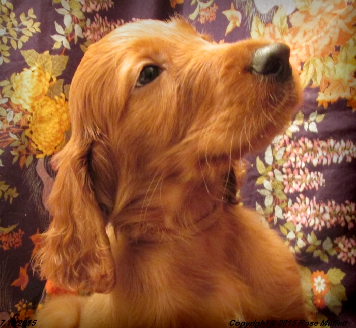 AKC Irish Setter Puppy For Sale