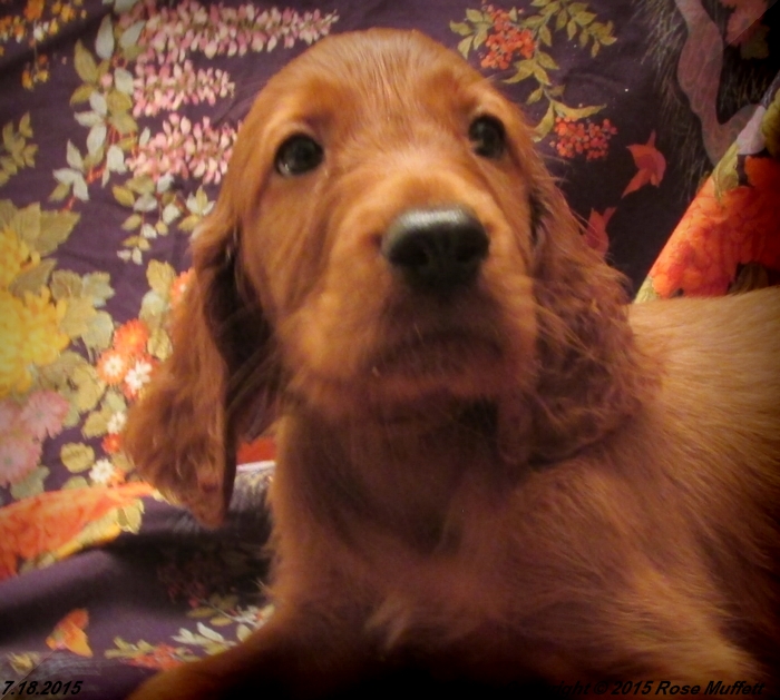 AKC Irish Setter Puppy For Sale