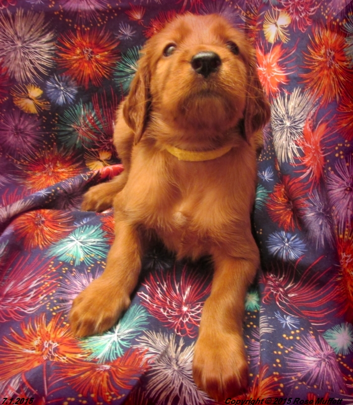 AKC Irish Setter Puppy For Sale