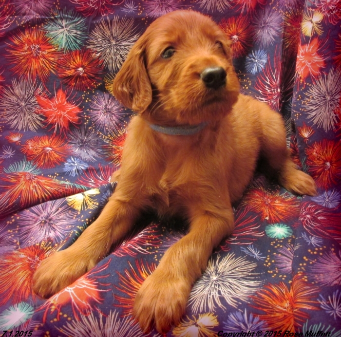 AKC Irish Setter Puppy For Sale