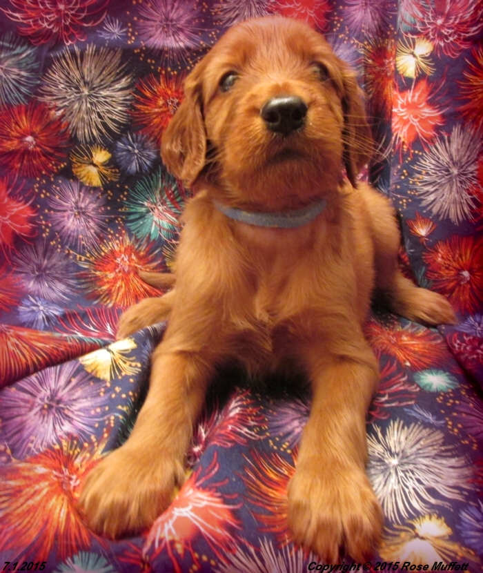 AKC Irish Setter Puppy For Sale
