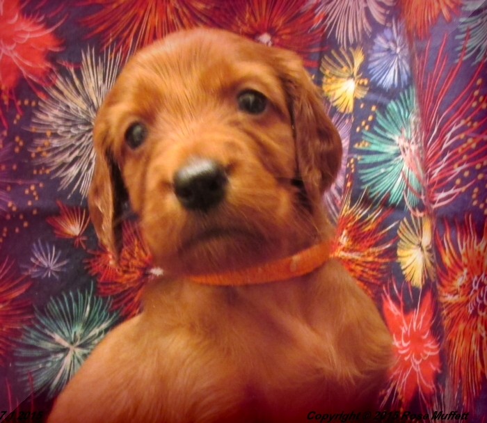 AKC Irish Setter Puppy For Sale