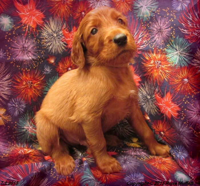 AKC Irish Setter Puppy For Sale