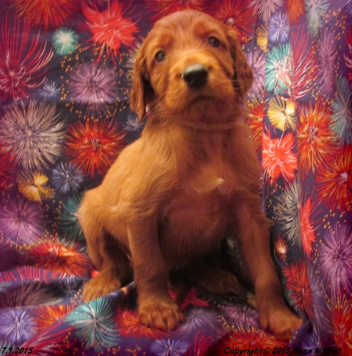 AKC Irish Setter Puppy For Sale