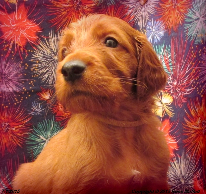 AKC Irish Setter Puppy For Sale