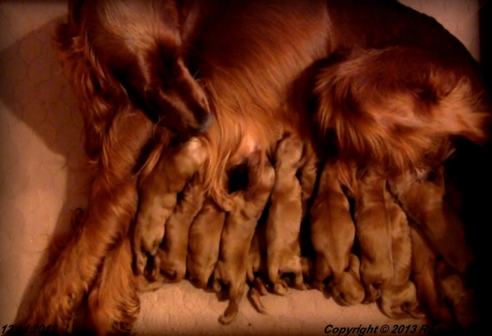 AKC Irish Setter Puppy For Sale