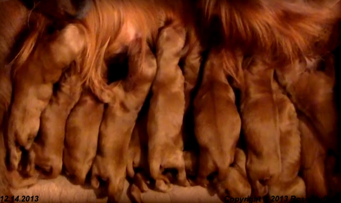 AKC Irish Setter Puppy For Sale