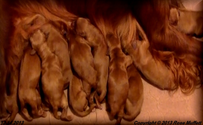 AKC Irish Setter Puppy For Sale