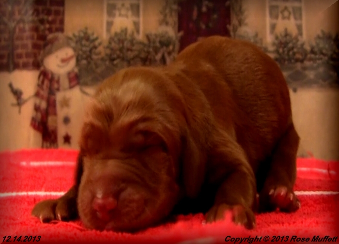 Irish Setter Puppy For Sale