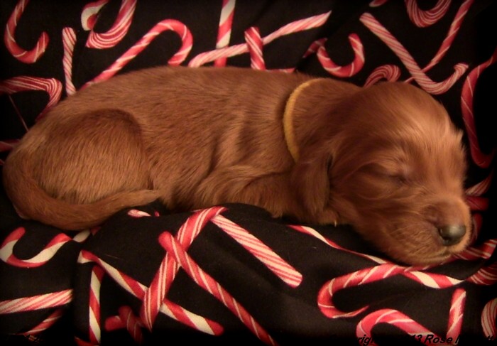 Irish Setter Puppy For Sale