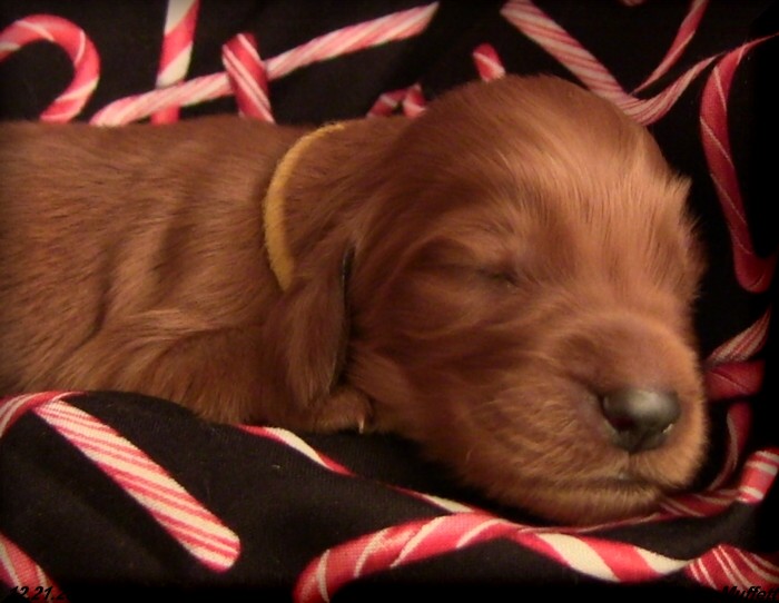 Irish Setter Puppy For Sale