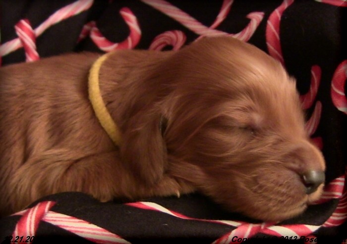 Irish Setter Puppy For Sale