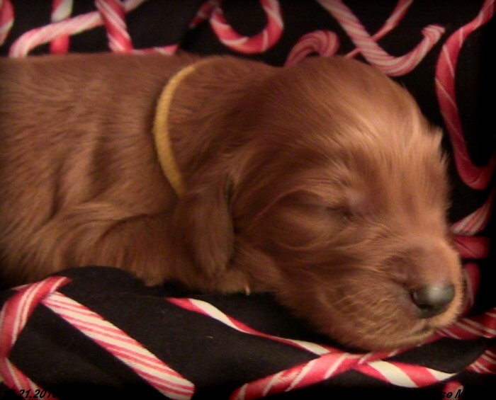 Irish Setter Puppy For Sale
