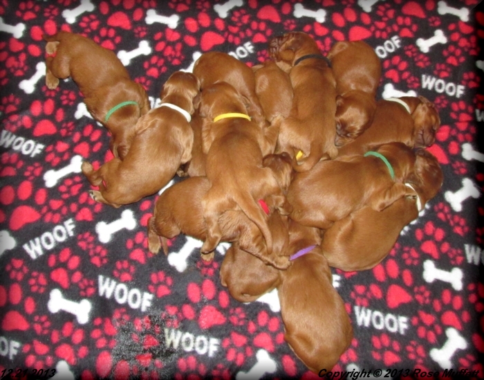 Irish Setter Puppy For Sale