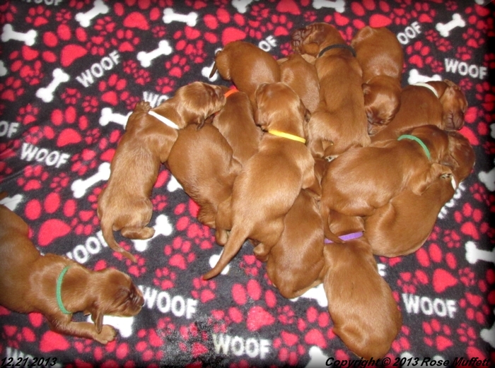 Irish Setter Puppy For Sale