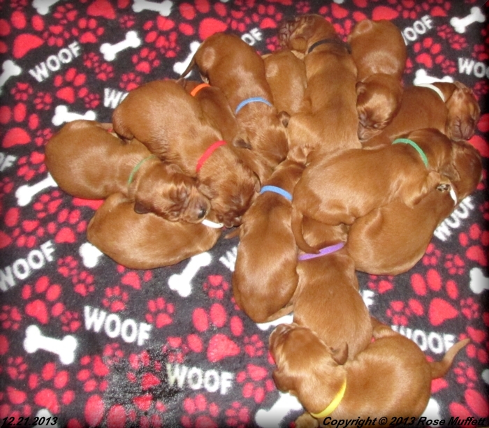 Irish Setter Puppy For Sale