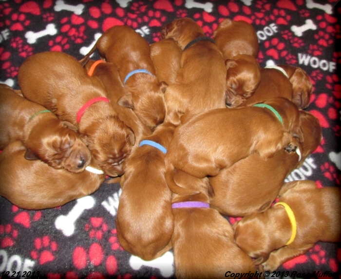 Irish Setter Puppy For Sale