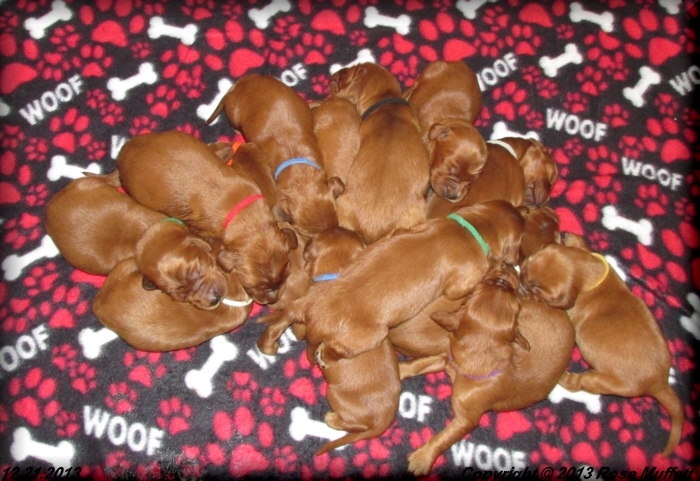 Irish Setter Puppy For Sale