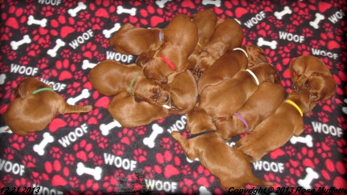 Irish Setter Puppy For Sale