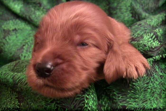 Irish Setter Puppy For Sale