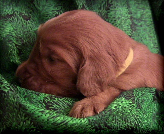 Irish Setter Puppy For Sale