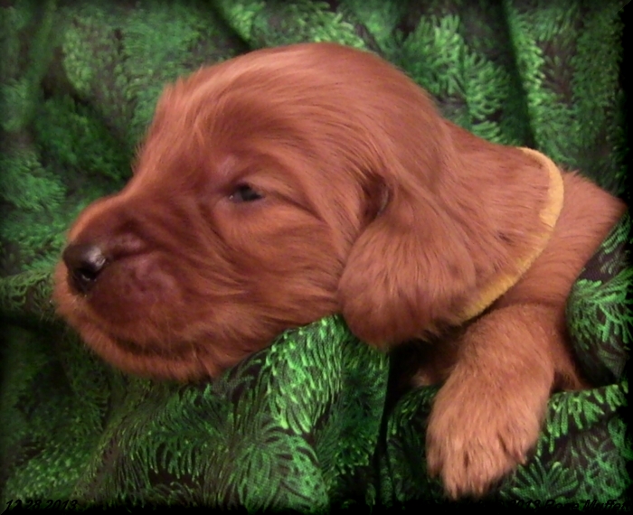 Irish Setter Puppy For Sale