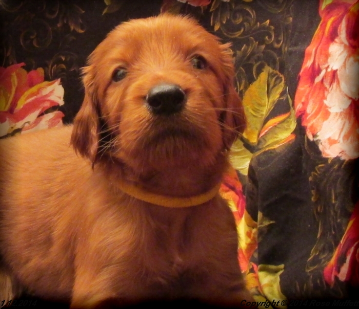 Irish Setter Puppy For Sale