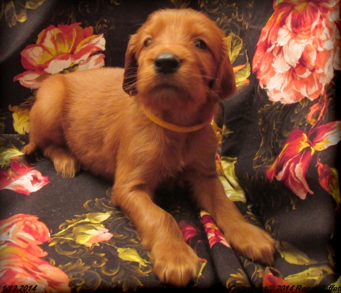 Irish Setter Puppy For Sale