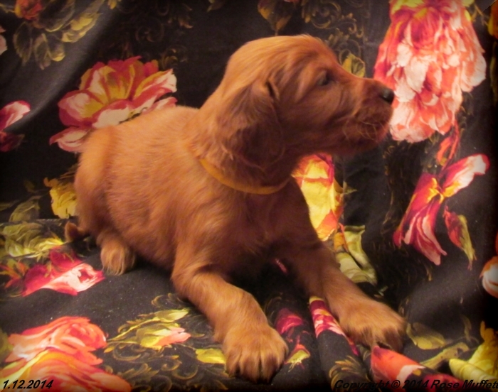 Irish Setter Puppy For Sale