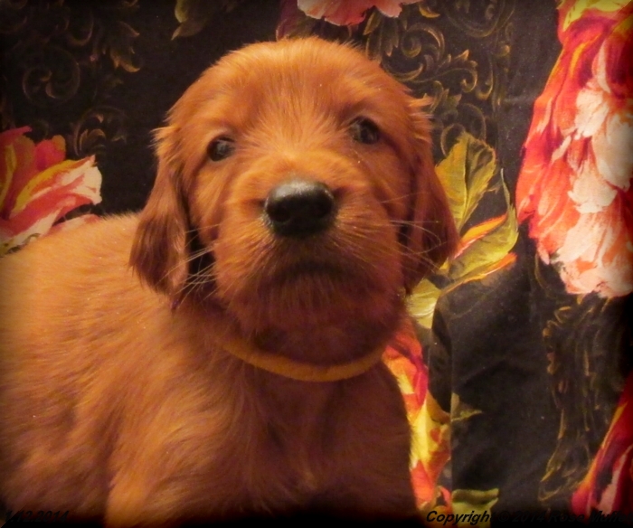 Irish Setter Puppy For Sale