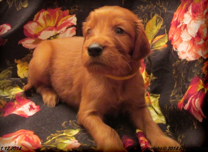 Irish Setter Puppy For Sale
