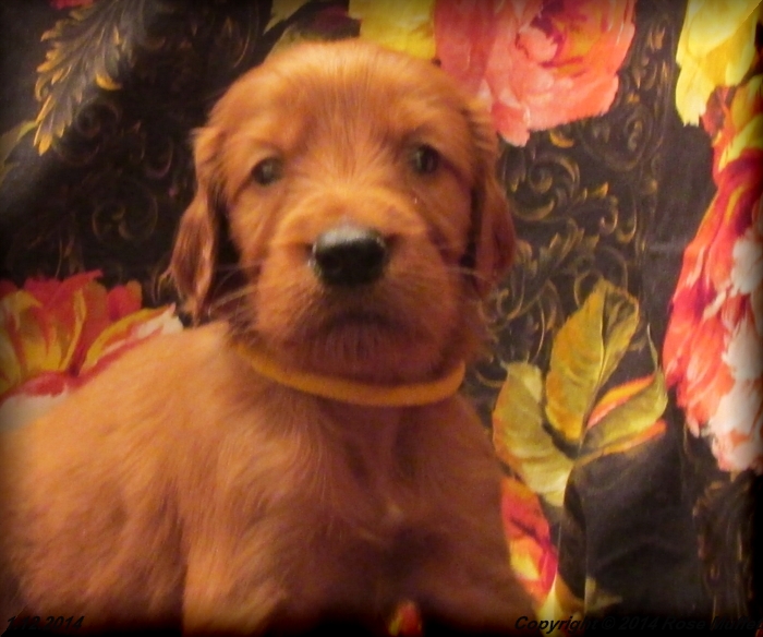 Irish Setter Puppy For Sale