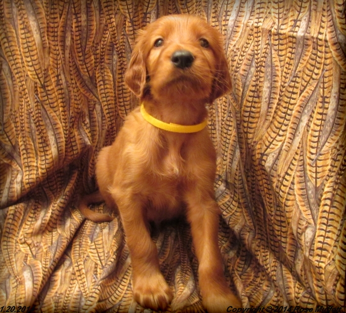 Irish Setter Puppy For Sale