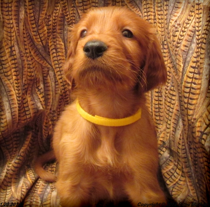 Irish Setter Puppy For Sale