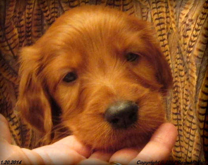 Irish Setter Puppy For Sale