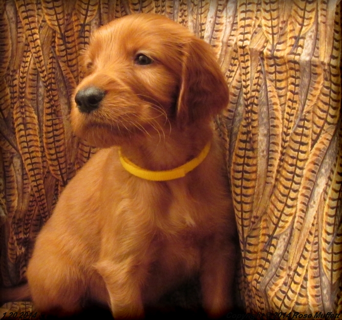 Irish Setter Puppy For Sale