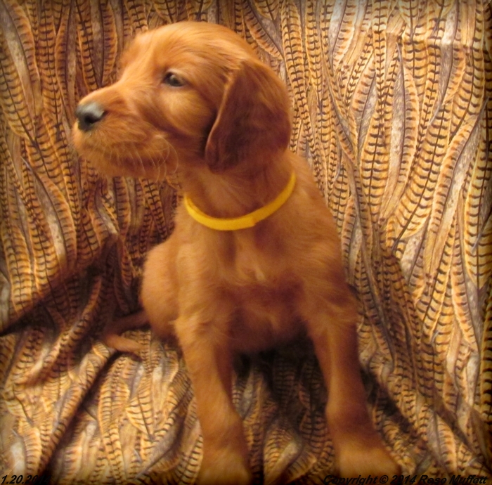Irish Setter Puppy For Sale