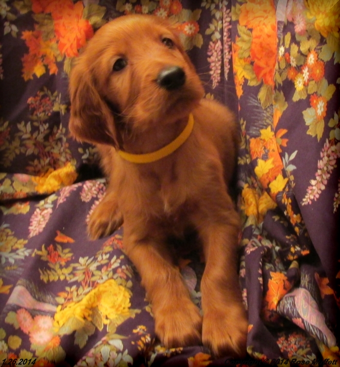 Irish Setter Puppy For Sale