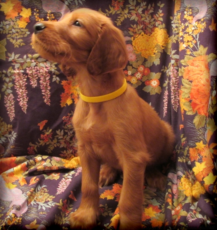 Irish Setter Puppy For Sale