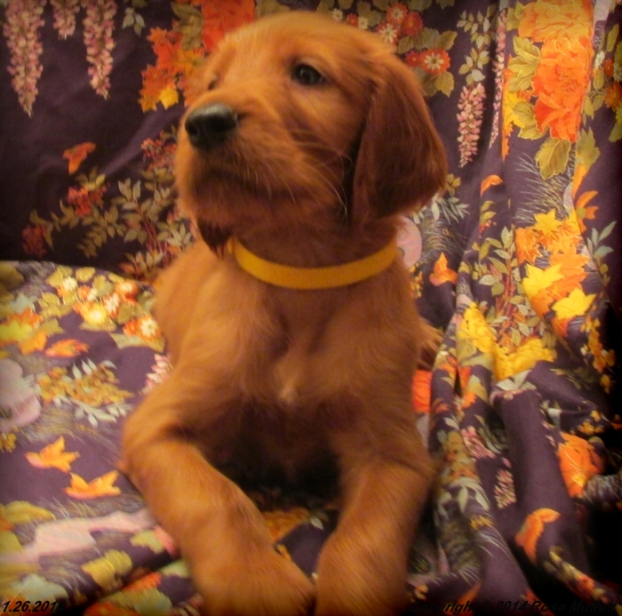 Irish Setter Puppy For Sale