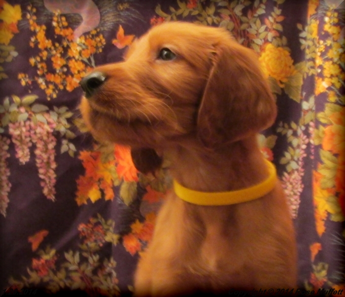 Irish Setter Puppy For Sale