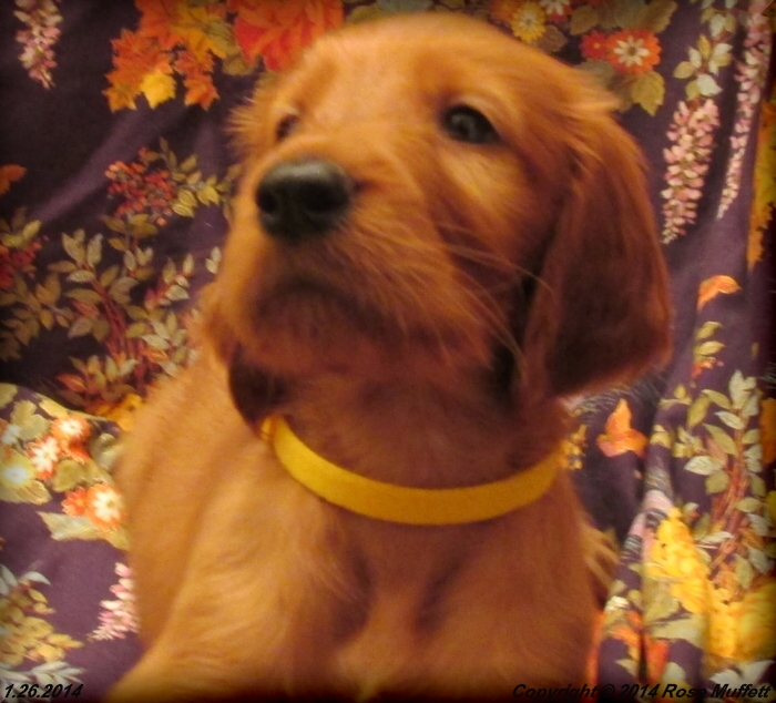 Irish Setter Puppy For Sale