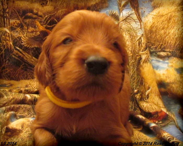 Irish Setter Puppy For Sale